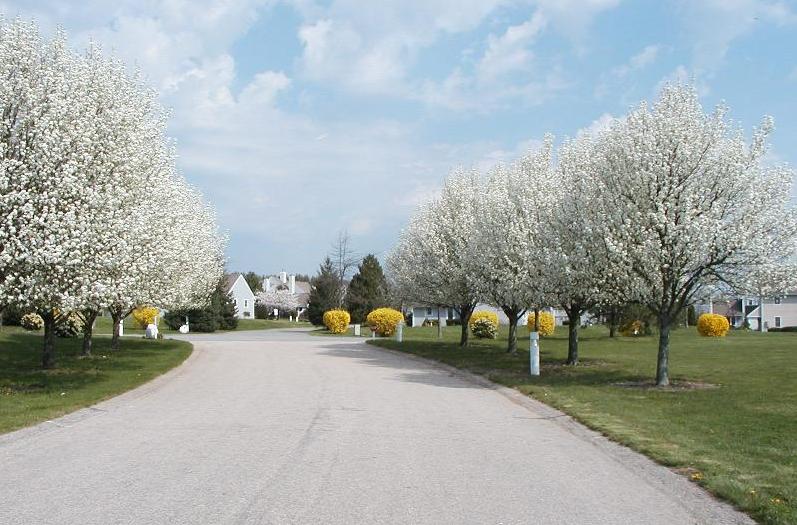Photo of Trees in Common Three.
